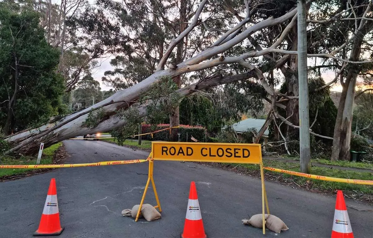 Road closed sign and cones at a fallen tree